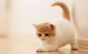 Female equivalent of قط‎ (qaṭṭ). Ù…ÙˆÙ‚Ø¹ Ø®Ø¨Ø±Ù†ÙŠ ÙˆÙ„Ø§Ø¯Ø© Ù‚Ø·Ø© Ø¨ÙˆØ¬Ù‡ÙŠÙ† ÙÙŠ Ø£Ù…ÙŠØ±ÙƒØ§ ÙÙŠØ¯ÙŠÙˆ