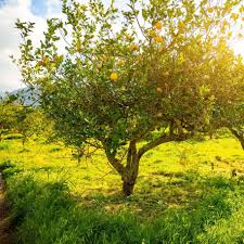 Image result for Citrus × limon