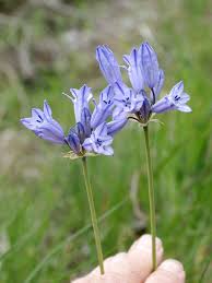 Image result for Tridactyle filifolia