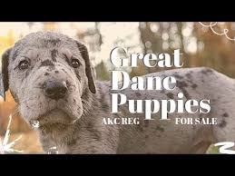 Review how much great dane puppies for sale sell. St Dane Puppies For Sale 07 2021