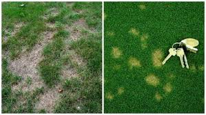 Maybe you would like to learn more about one of these? 11 Things That Go Wrong In The Lawn And How To Fix Them Pennlive Com