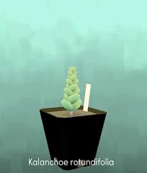 Image result for Kalanchoe rotundifolia