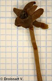 Image result for Chamaeangis