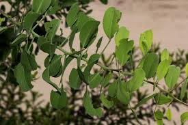 Image result for Gymnosporia senegalensis