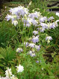Maybe you would like to learn more about one of these? Aquilegia Clematiflora Peak Cottage Plants