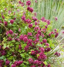 Image result for Clematis pulchra