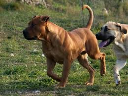 Mastiff breeds mastiff mix mastiff puppies dogs and puppies cairn terrier south african boerboel rottweiler mix huge dogs farm dogs. Snow Leopard V Boerboel Page 2 Carnivora