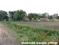 Kangal Turk Turkiye Nin Kangali Kangal Kopegi Kopek Turkler