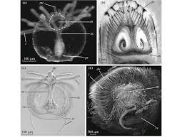 Image result for Lophiocarpaceae