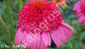 Image result for prunus domestica renkloda althana