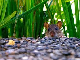 Da aber getreidekörner nicht nur beim geflügel beliebt sind, sondern auch ratten als nahrung dienen, werden die schädlinge unweigerlich angezogen. Ratten Im Garten Wirksame Bekampfungsmethoden Vorgestellt