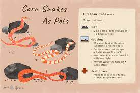 Your corn snake's enclosure should be long enough for your snake to stretch out fully. A Guide To Caring For Pet Corn Snakes
