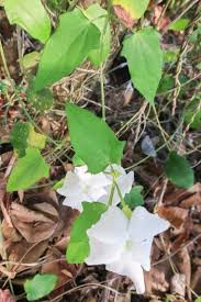 Image result for Thunbergia laborans