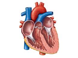 Heart Diagram Unlabeled Google Search Heart Diagram Human Heart Anatomy Human Heart Diagram