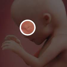 15 Wochen Schwanger Babycenter