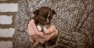 It takes time for them to open up and we don't rush this process. 7 Shelters In And Around Portland Where You Can Adopt A Pet Curated