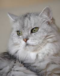 For instance, white persians have deep blue or brilliant copper eyes; Koty Cats ãŠã—ã‚ƒã‚Œã¾ã¨ã‚ã®äººæ°—ã‚¢ã‚¤ãƒ‡ã‚¢ Pinterest Scarlett Litherland ç¾Žã—ã„çŒ« å­çŒ« ãƒšãƒƒãƒˆ