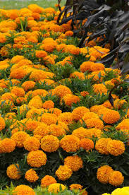 Image result for tagetes)