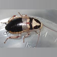 Image result for Heteromorpha involucrata