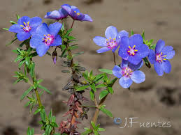 Image result for Lysimachia monelli