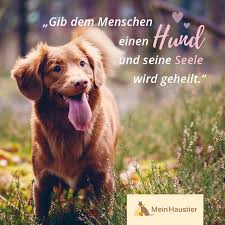 Hundeliebe Meinhaustier Hundeliebe Hundespruche Zitate Hunde Hund Zitat Hunde Alter Hund