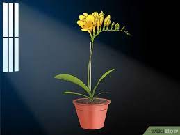 How To Care For A Potted Freesia After Blooming 7 Steps