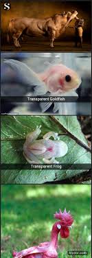 Top 10 Genetically Modified Animals You Don T Know About Animal Genetics Modified Weird Weird Animals Animals Cute Animals