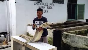 Nah, karena adanya tragedi pembantaian tersebut, kabarnya di lubang buaya pada malam hari cukup sering muncul penampakan sosok manusia yang memakai. Wisata Murah Taman Buaya Kota Medan Batikimono