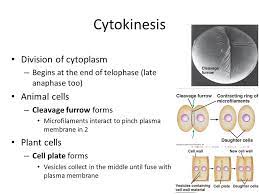 Check spelling or type a new query. Cell Division Mitosis Ppt Video Online Download