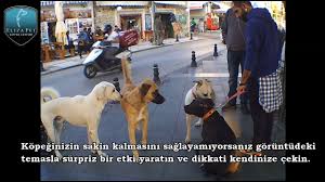 Kopeklere Mama Verirken Nelere Dikkat Etmeliyiz Youtube