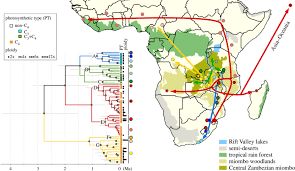 Image result for Alloteropsis