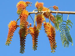 Image result for Colvillea