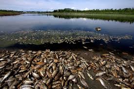 En ocasiones los animales sobreviven al golpe, en especial los si bien las más conocidas son las lluvias de peces, también se han producido lluvias de. Lluvia De Peces Fenomeno Natural En Yoro