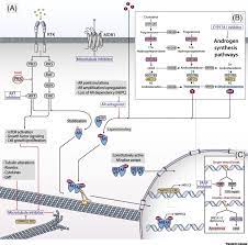 Despite this, pancreatic cancer is among the deadliest types of cancer, which is why it's extremely important to know and recogni. Advanced Prostate Cancer Treatment Advances And Future Directions Trends In Cancer