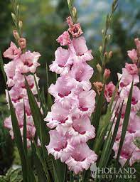 Pin On Cut Flower Garden
