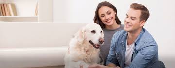 1 mission hills ca, 91345. Moxie Pest Control Expert Pest Control Friendly Service
