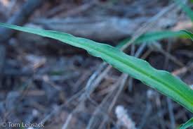 Image result for Commelina aspera