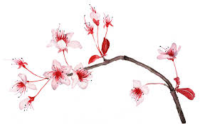 Hasil gambar untuk hanami