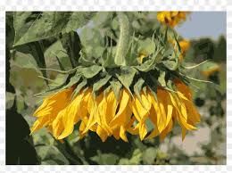 Bunga matahari sangat cantik, kembang di waktu pagi, daunnya hijau bunganya kuning, memikat kumbang lalu, bunga matahari. Common Sunflower Flower Garden Plants Bunga Matahari Yang Layu Hd Png Download 1073x750 5281643 Pngfind