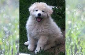 Active in the kuvasz breed since 1989. Kuvasz Description Energy Level Health Image And Interesting Facts