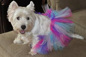 Deedee In Her Tutu Westies Sweet Dogs Dogs