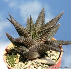 Image result for Haworthia limifolia