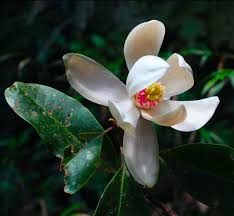 Image result for Magnoliaceae