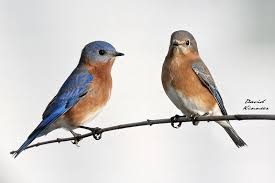 Find over 100+ of the best free bluebird images. Male And Female Bluebirds Together Secondcousindave Blue Bird Eastern Bluebird Bluebird Tattoo