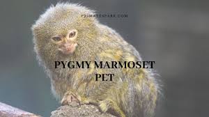 You might have heard about one of the newest pets on the market; Pygmy Marmoset Pet Care Price For Sale Primates Park
