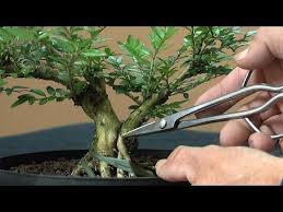 Make A New Bonsai Eine Weide Wird In Die Schale Gepflanzt Youtube Bonsai Baum Bonsai Pflanzen