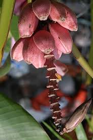 Image result for Musa ornata