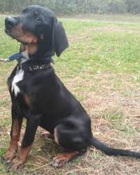 Black And Tan Coonhound Rescue Texas Adopt Cowboy On Animal Welfare Society Coonhound Cowboys Today