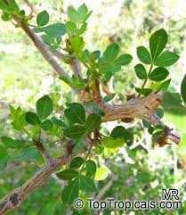 Image result for Commiphora