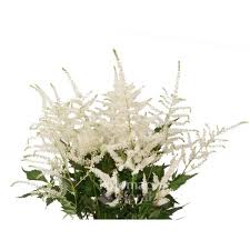 White.astilbe produces masses of feathery flower plumes in hues of bright red, dark pink, light pink, lavender and white. White Astilbe Bouquet Promotions